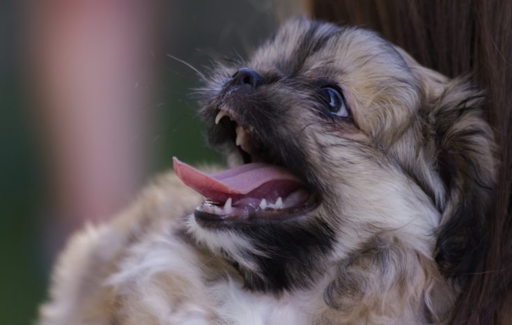Peke-a-Tese mixed dog close up