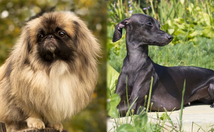 Pekingese and Italian Greyhound sitting