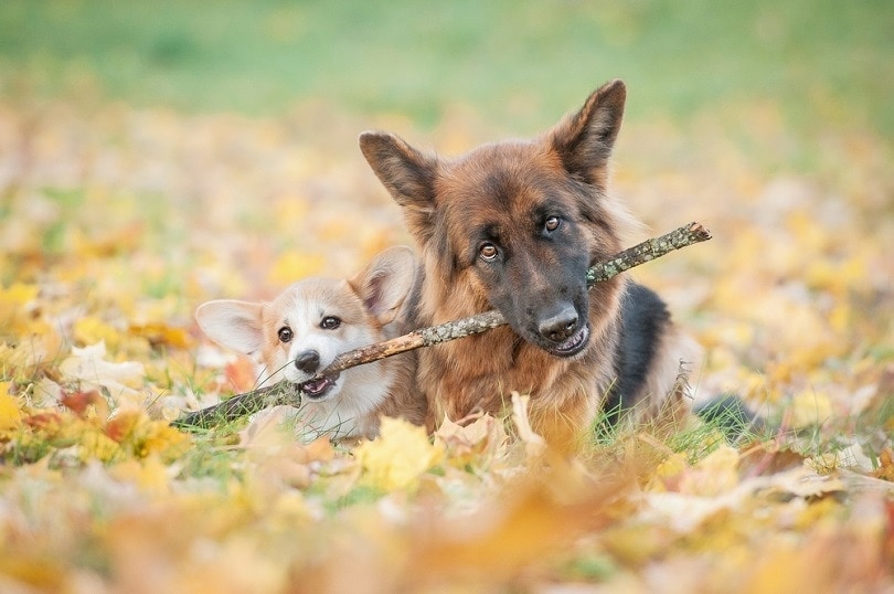Pembroke welsh corgi puppy and german shepherd_Rita_Kocmarjova_shutterstock