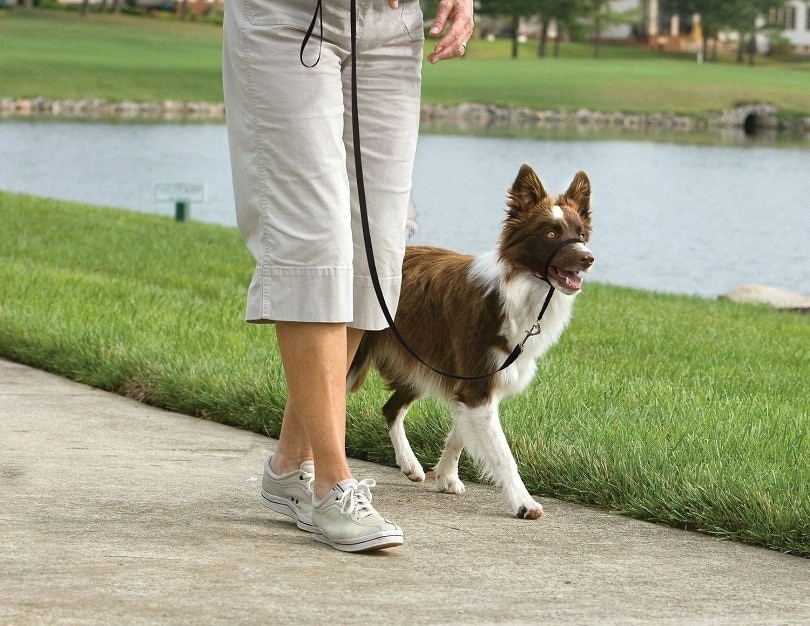 PetSafe Gentle Leader Quick Release Dog Headcollar