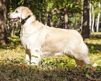 PetSpy