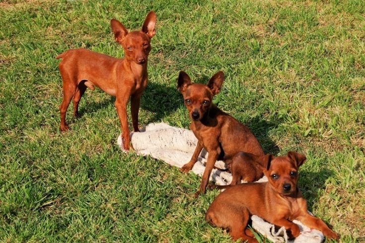 Pharaoh Hound and other puppies