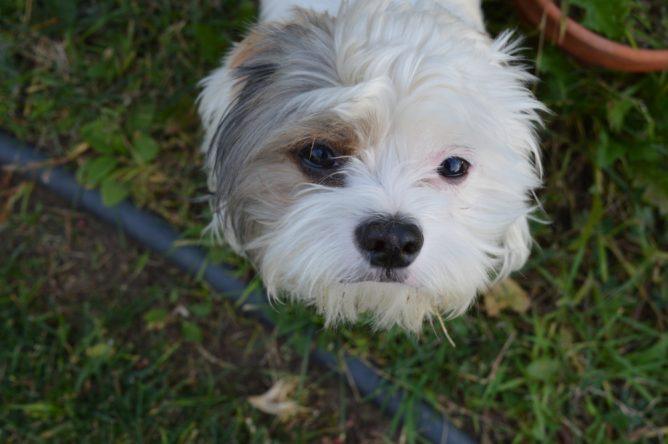 A Coton Tzu puppy