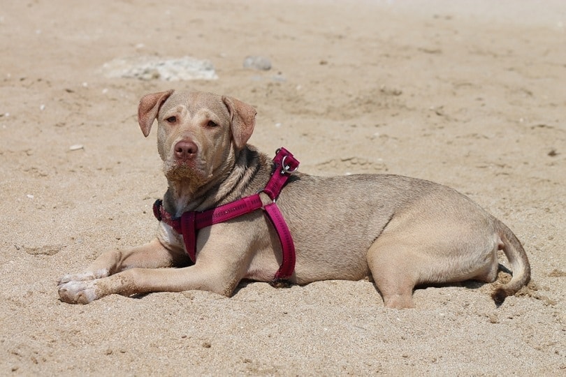 Pit bull terrier red nose