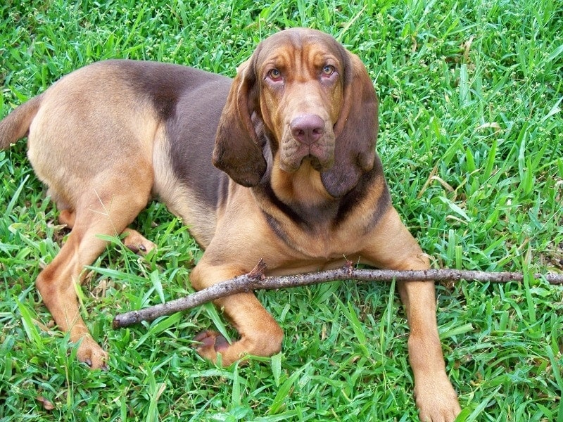 Polish Hound Traits
