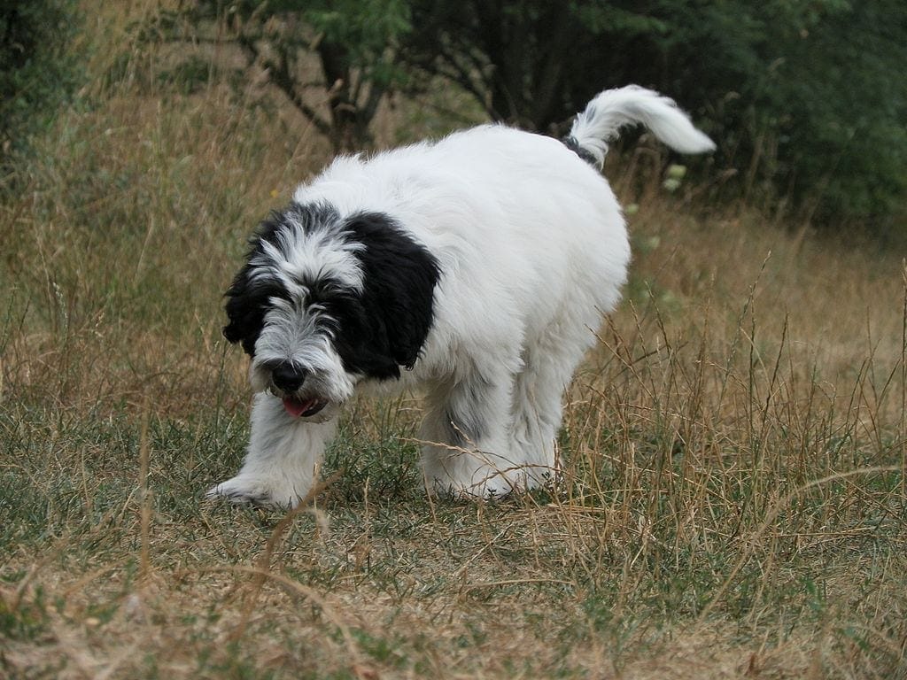 Polish Lowland Sheepdog puppy