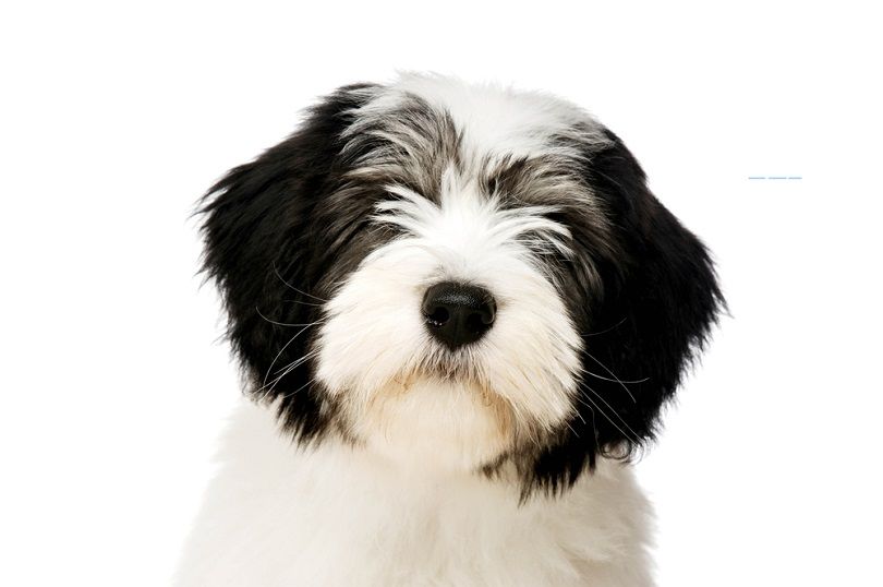Polish Lowland Sheepdog puppy
