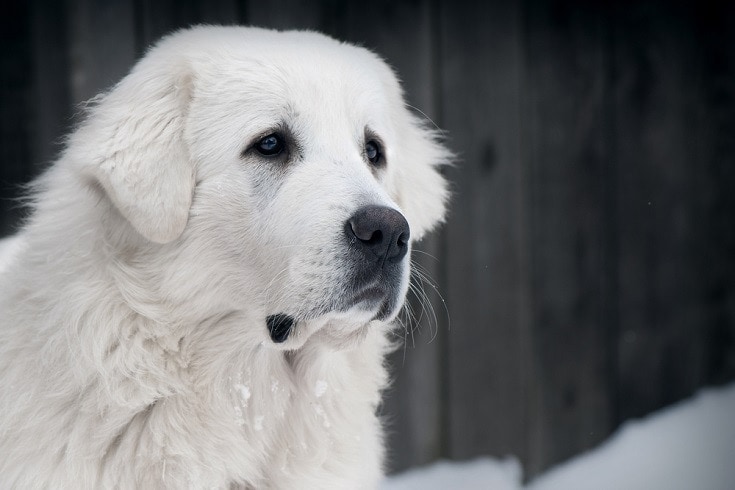 Polish Tatra Sheepdog