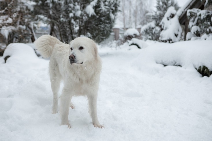 Polish Tatra Sheepdog