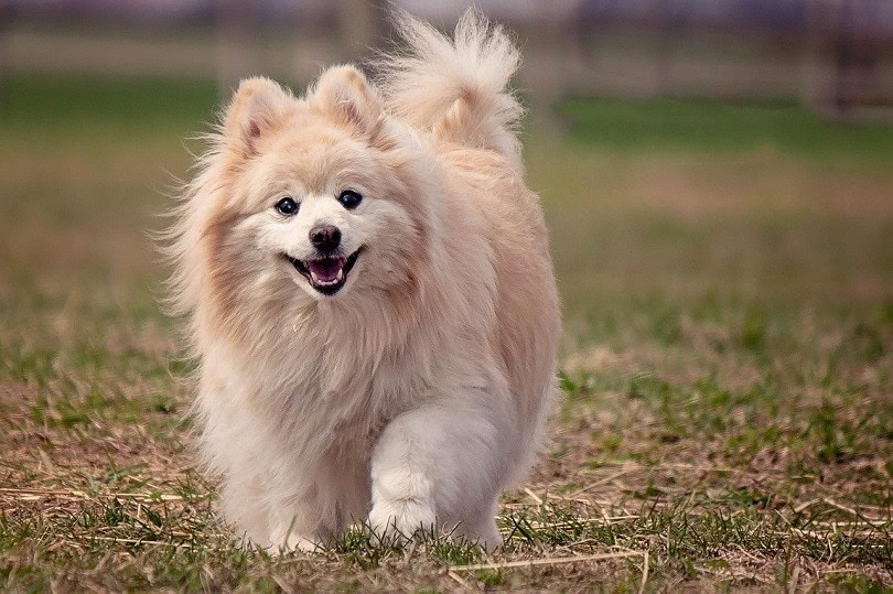 Pomeranian running