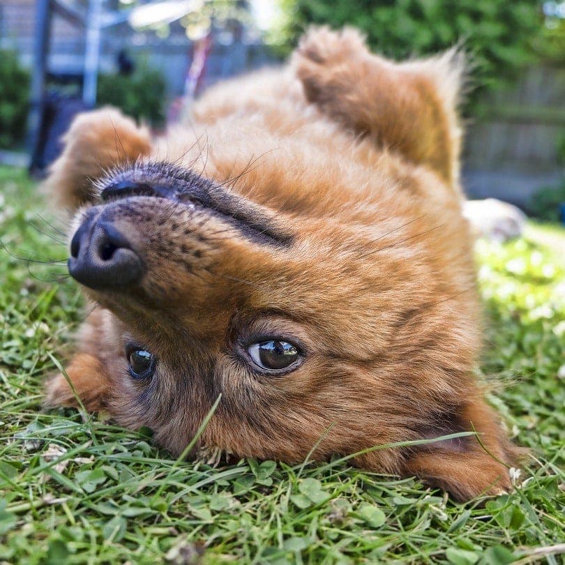 Pomeranian lying down