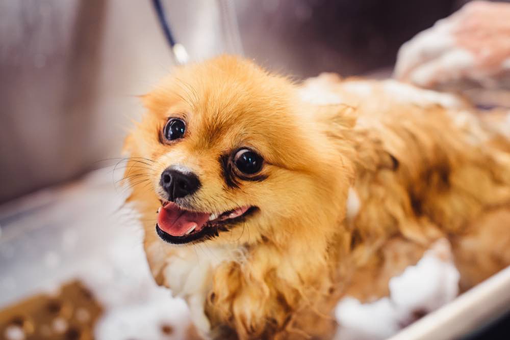 Pomeranian in bath