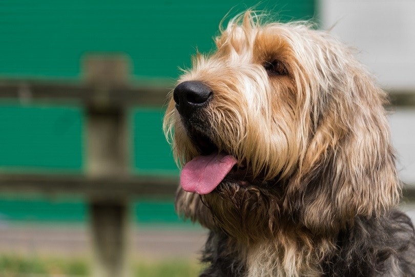 Portrait of Otterhound looking up and to the left_Lourdes Photography_shutterstock