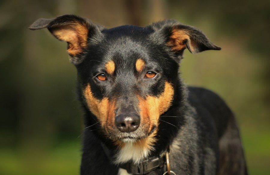 Portrait of a beautiful tricolour Kelpie dog_KA Willis_shutterstock