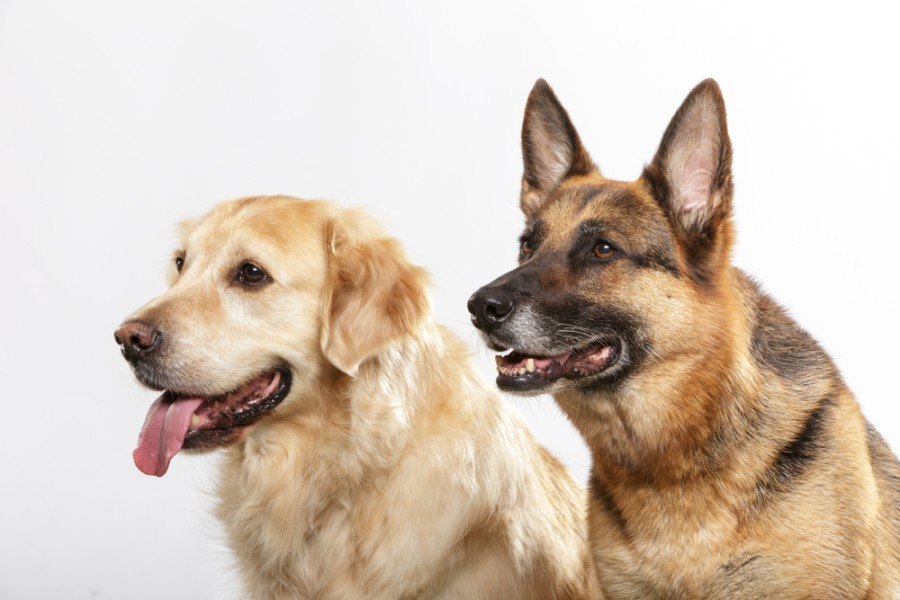 Portrait of a couple of expressive dogs_Txema Gerardo_Shutterstock
