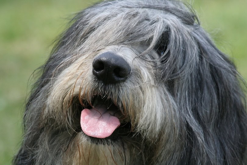 Portrait of polish lowland sheepdog
