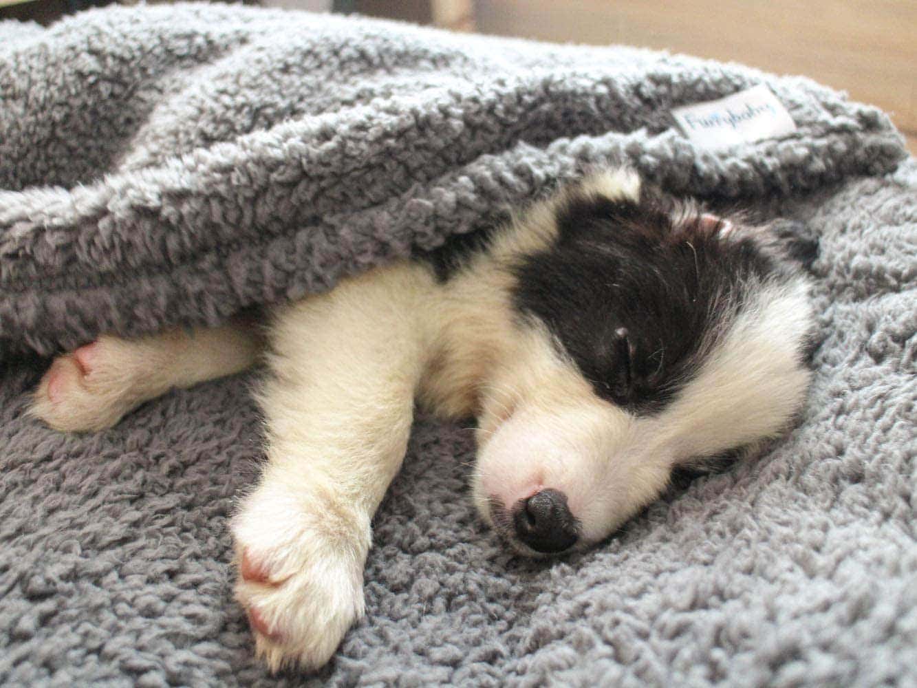 Premium Fluffy Fleece Dog blanket-Furrybaby-Amazon