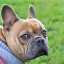Apparel from Aurora Pets