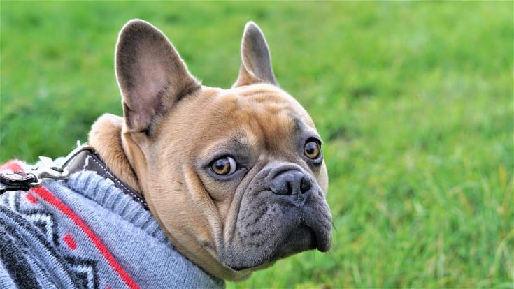 Preppy French Bulldog in sweater