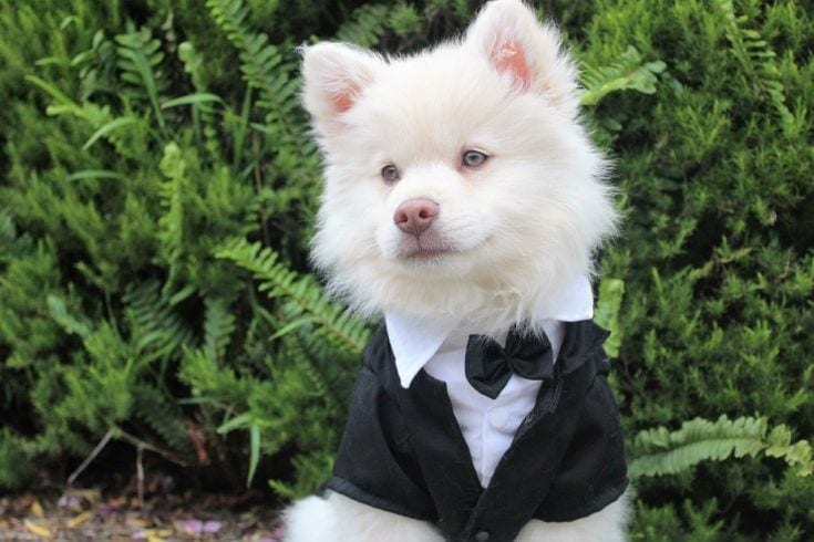 Preppy male dog
