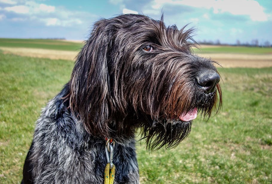 Pudelpointer close up