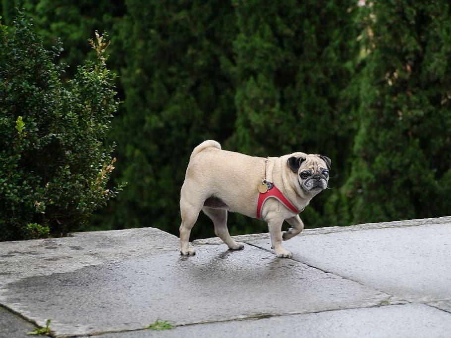 Fawn Pug with curled tail