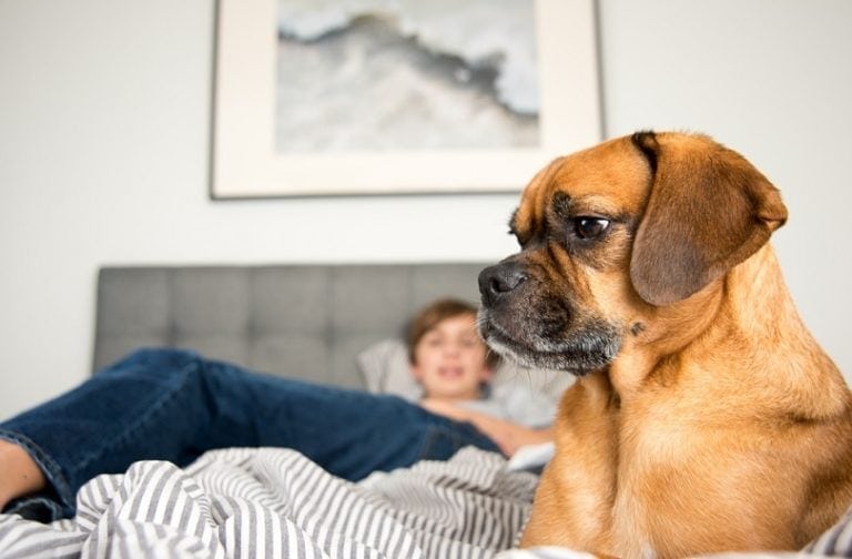 Aromatherapy for Dogs: Does It Really Help? Vet Approved Advice ... - Canine Anxiety And Aromatherapy