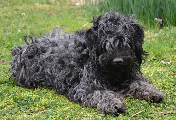 Puli