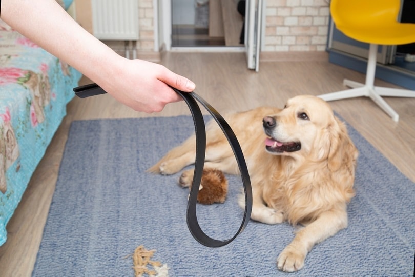 Punishment of a guilty dog training_potashev Aleksandr_shutterstock
