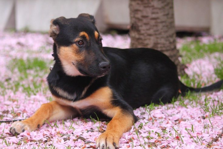 Puppy in cherry blossoms