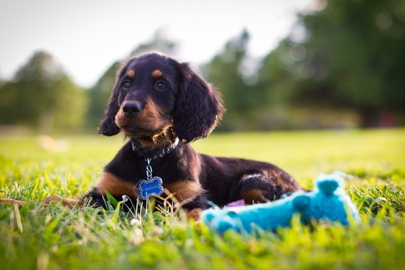 Puppy looking into a field with a blue squeak toy in foreground