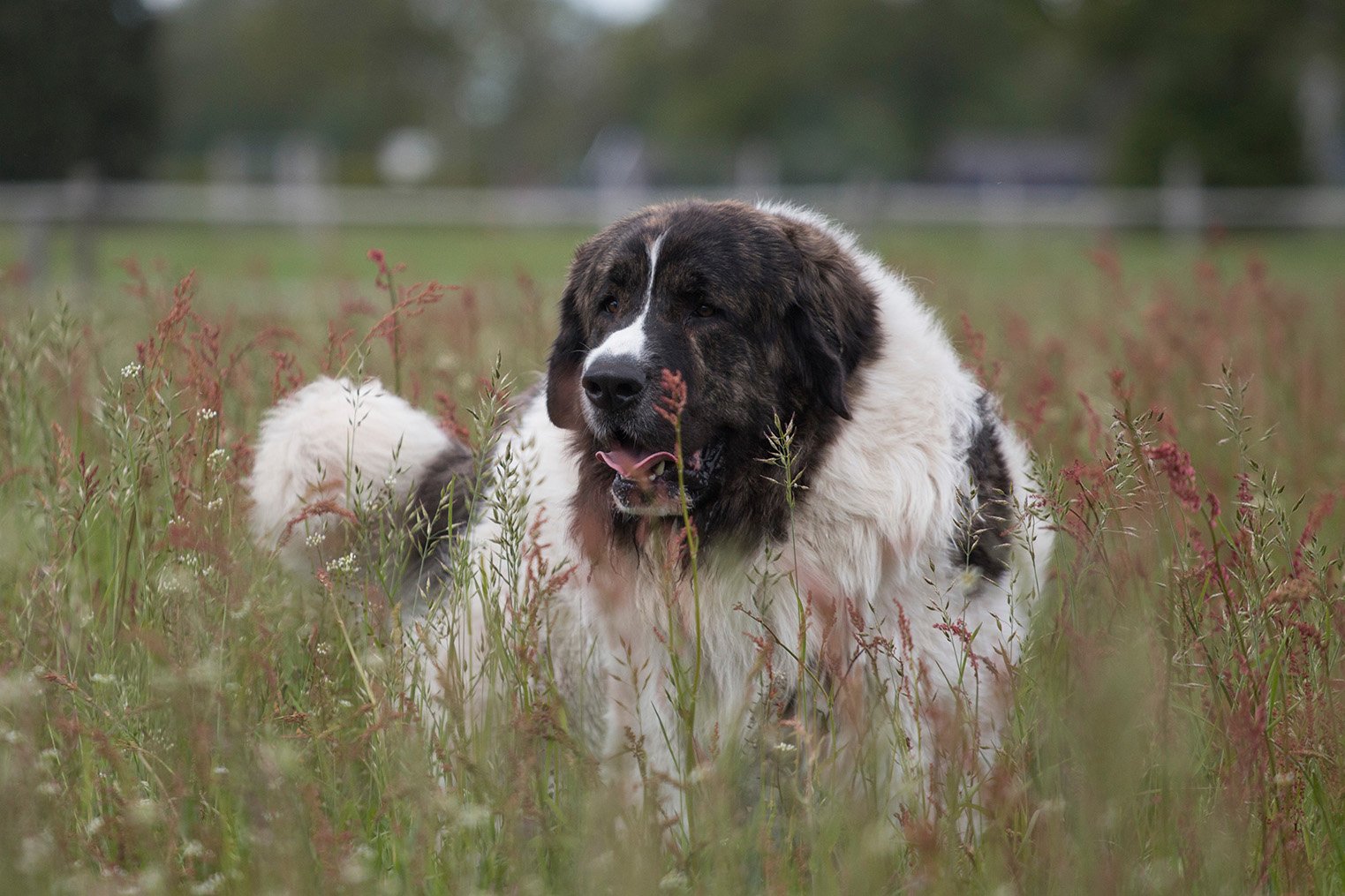 Pyrenean Mastiff in the meadow