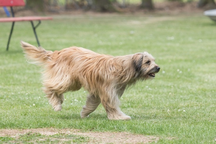 Pyrenean Shepherd running