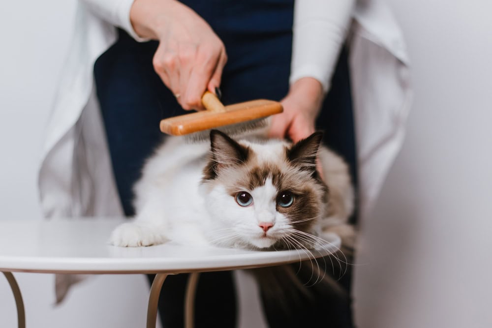 Ragdoll cat being brushed