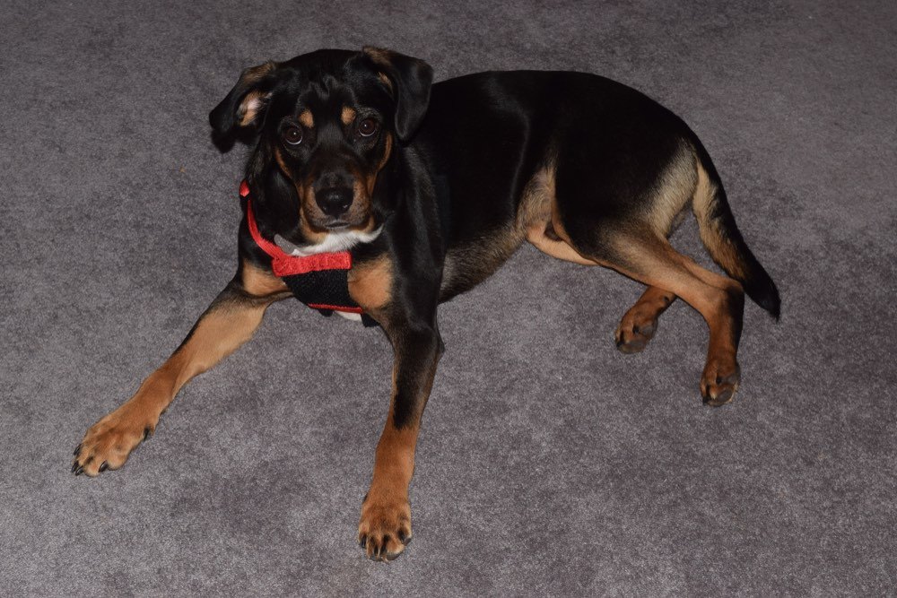 Reagle dog