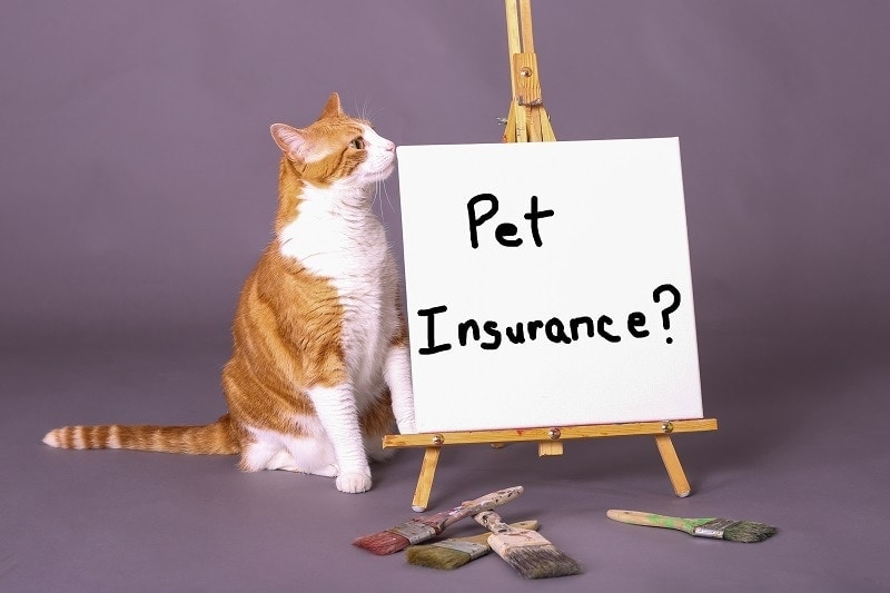 Red Bow Tie Photo_shutterstock_Cat Insurance