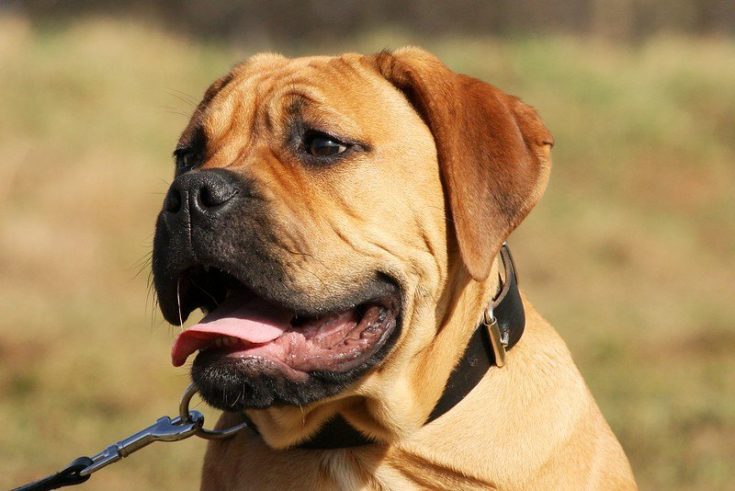 Red Bullmastiff
