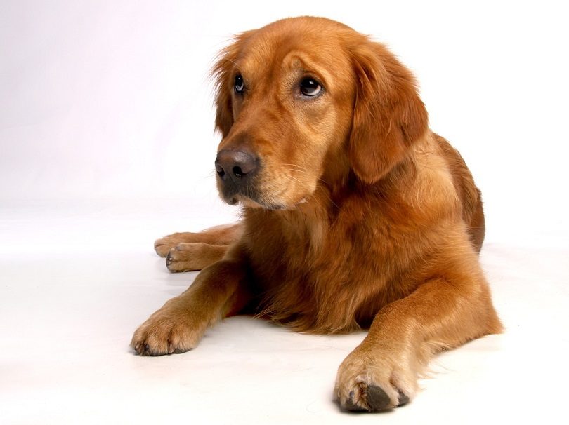 Red Golden Retriever looking up
