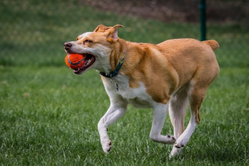 Red Heeler Plays Fetch