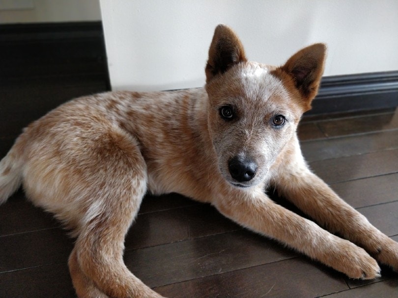 Red Heeler Puppy