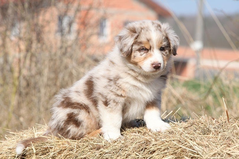 Red Merle Tricolor Aussie Shepherd Puppy