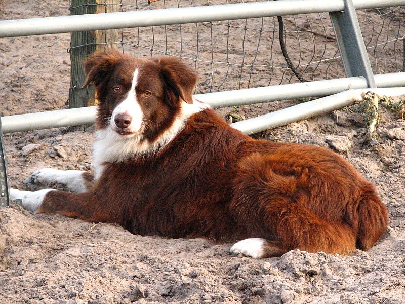 Red bicolour Australian Shepherd