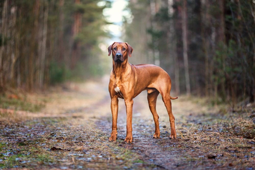 Rhodesian Ridgeback colors and markings