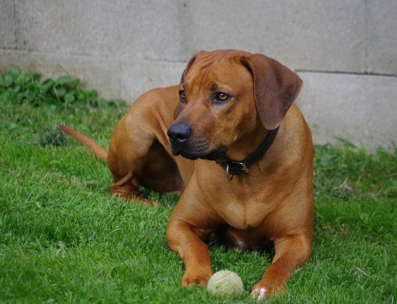 Rhodesian Ridgebacks playing a tennis ball
