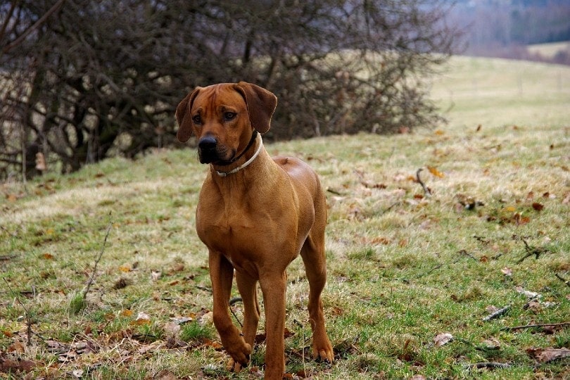 Rhodesian Ridgebacks walking outdoor
