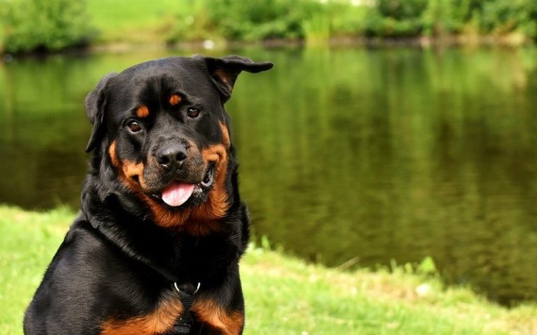 50 Dog Breeds That Start With R – Complete List (With Info & Pictures ...