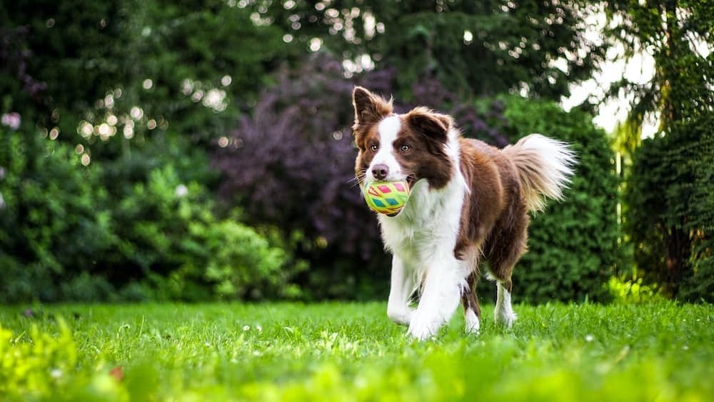 Running dog with ball