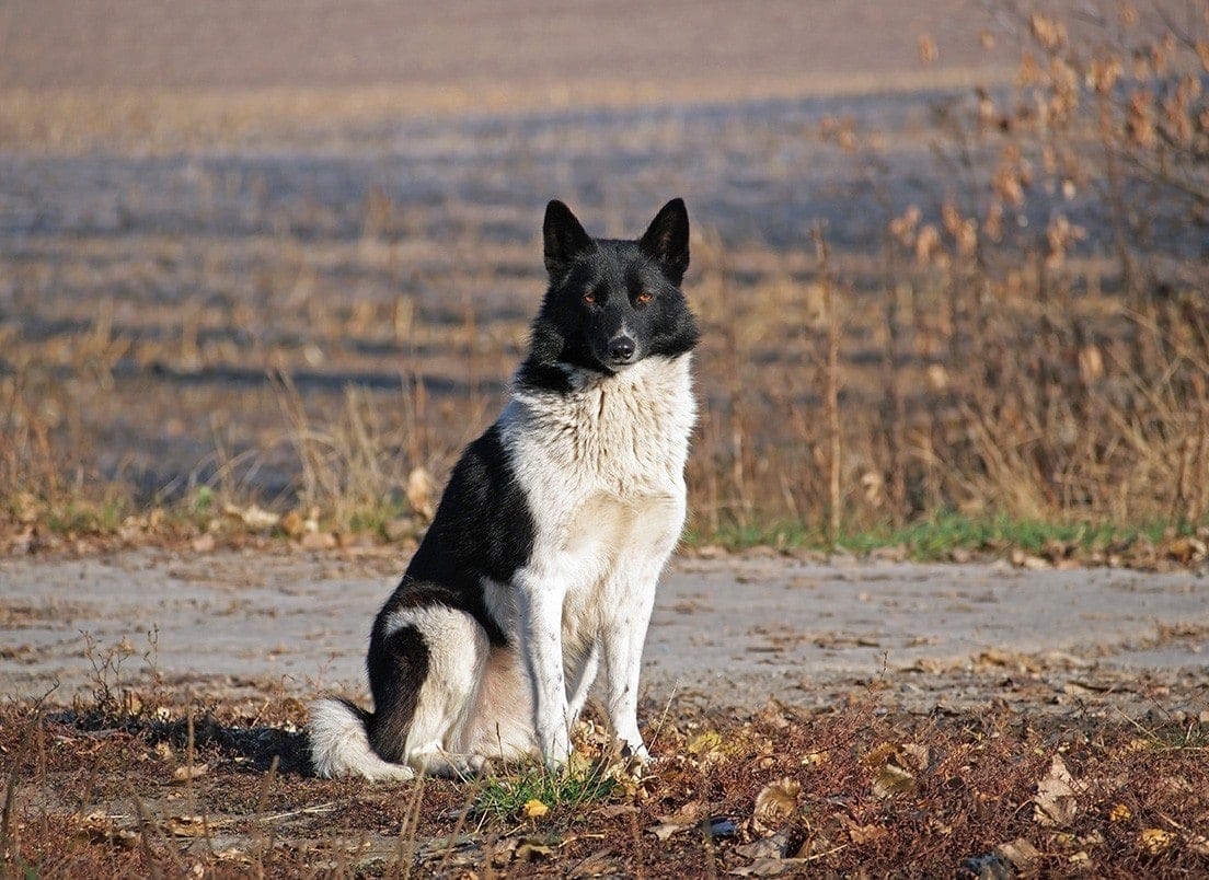 Russian-European Laika