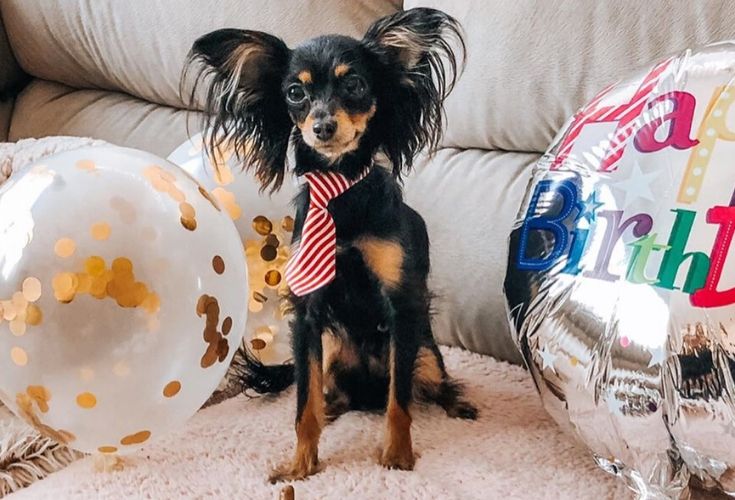 Russian Toy Dog Birthday