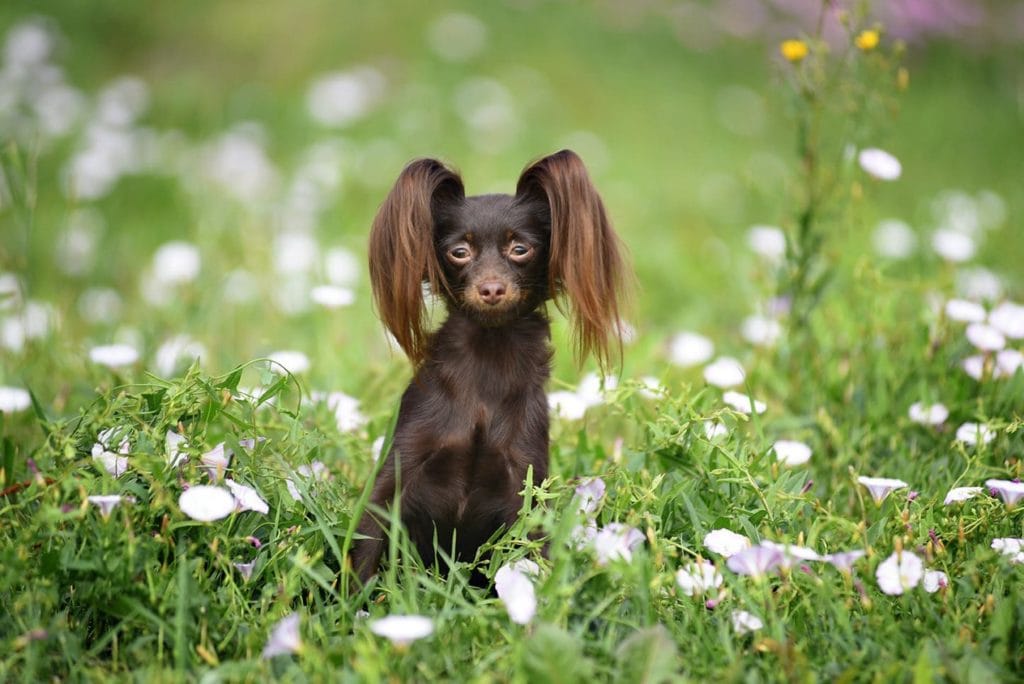 10 Skinny Dog Breeds: Info, History & Pictures | Hepper Pet Resources